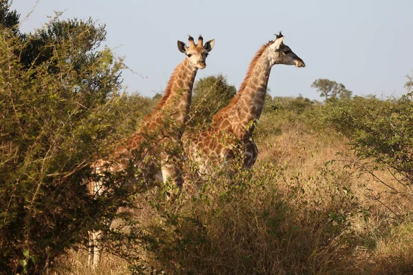 Giraffe Giraffe Giraffa Camelopardalis — Foto de Stock