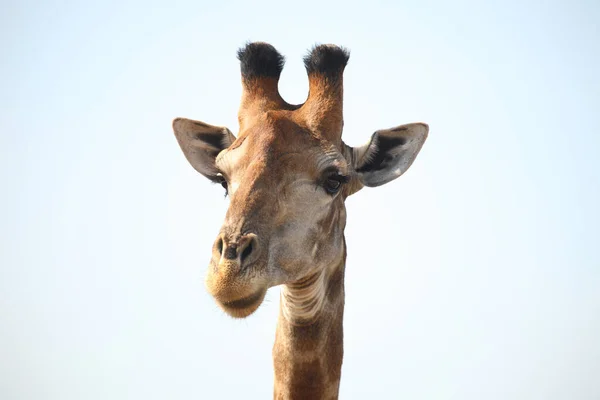 Giraffe Giraffe Giraffa Camelopardalis — Stok fotoğraf