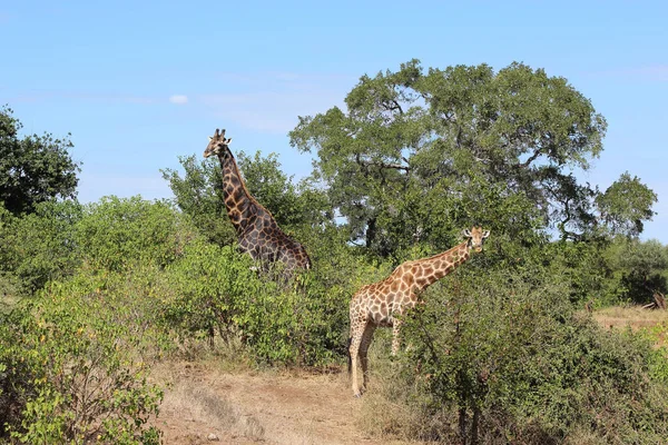 Giraffe Giraffe Giraffa Camelopardalis — Stockfoto