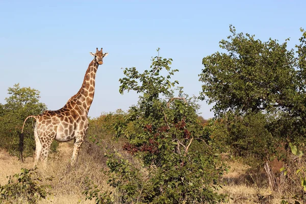 Giraffe Giraffe Giraffa Camelopardalis — Photo