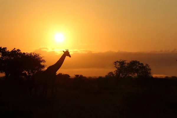 Giraffe Giraffe Giraffa Camelopardalis — Fotografia de Stock