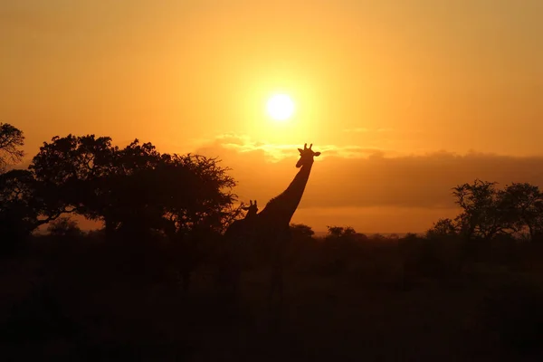 Giraffe / Giraffe / Giraffa camelopardalis