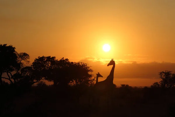 Giraffe Giraffe Giraffa Camelopardalis — Fotografia de Stock