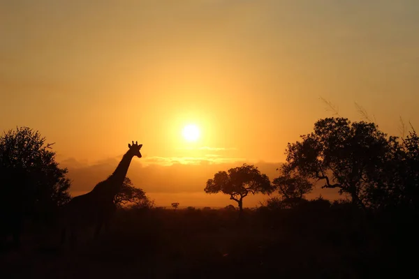 Giraffe Giraffe Giraffa Camelopardalis — Fotografia de Stock