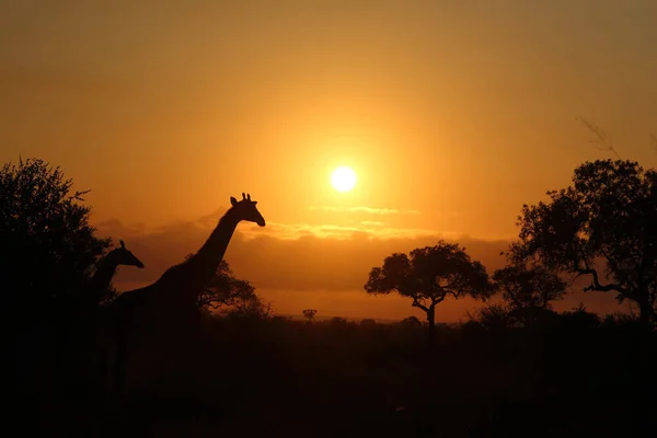 Giraffe Giraffe Giraffa Camelopardalis — Fotografia de Stock