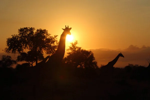 Giraffe Giraffe Giraffa Camelopardalis — Fotografia de Stock