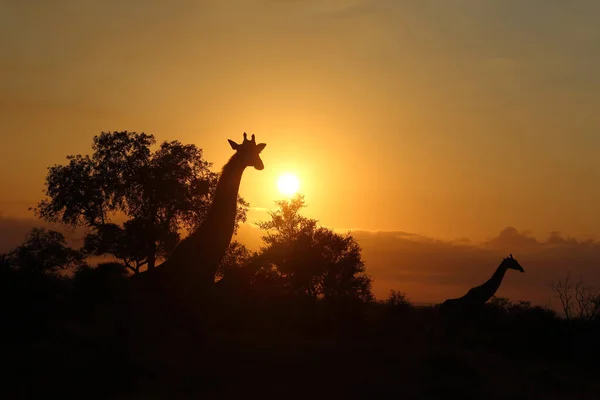 Giraffe Giraffe Giraffa Camelopardalis — Foto de Stock