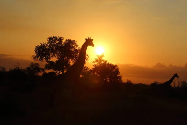 Giraffe Giraffe Giraffa Camelopardalis — Stock Fotó