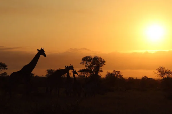 Giraffe Giraffe Giraffa Camelopardalis — Fotografia de Stock