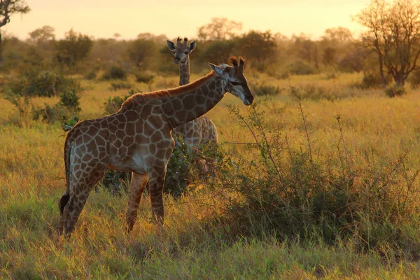 Giraffe Giraffe Giraffa Camelopardalis — Fotografia de Stock