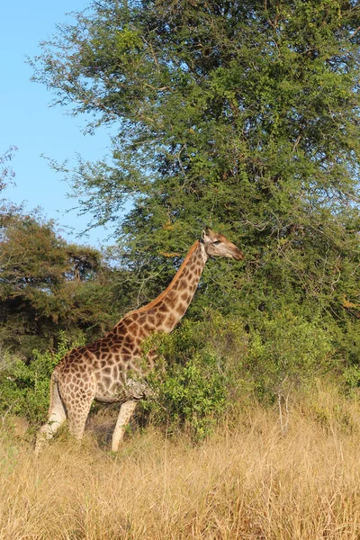 Giraffe Giraffe Giraffa Camelopardalis — Zdjęcie stockowe