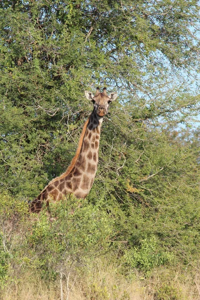 Giraffe Giraffe Giraffa Camelopardalis — Stok fotoğraf