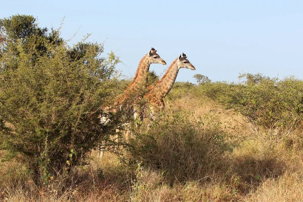 Giraffe Giraffe Giraffa Camelopardalis — Stockfoto