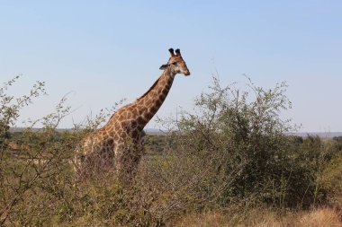 Giraffe / Giraffe / Giraffa camelopardalis