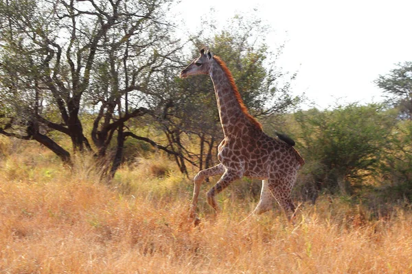 Giraffe Giraffe Giraffa Camelopardalis — Stockfoto