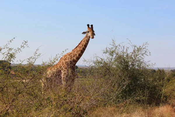 Giraffe Giraffe Giraffa Camelopardalis — стоковое фото