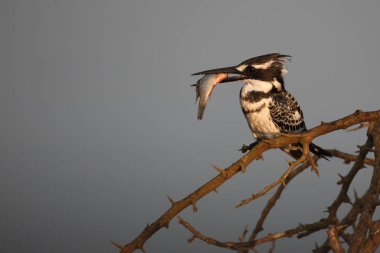 Graufischer / Pied kingfisher / Ceryle rudis