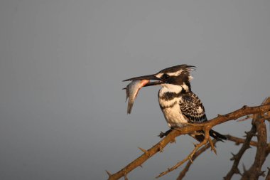 Graufischer / Pied kingfisher / Ceryle rudis