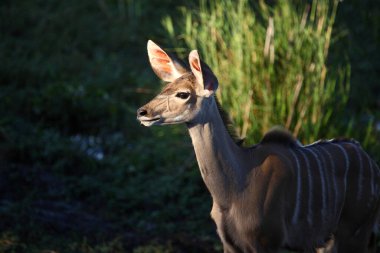 Grosser Kudu / Greater kudu / Tragelaphus strepsiceros