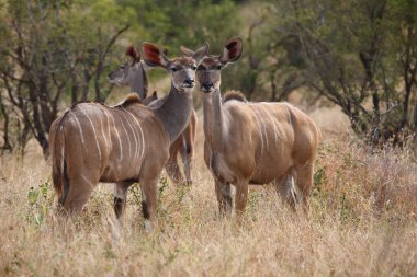 Grosser Kudu / Greater kudu / Tragelaphus strepsiceros
