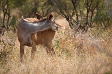 Grosser Kudu / Greater kudu / Tragelaphus strepsiceros