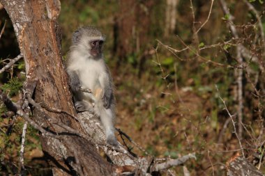 Gruene Meerkatze / Vervet monkey / Cercopithecus aethiops