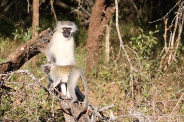 Gruene Meerkatze / Vervet monkey / Cercopithecus aethiops