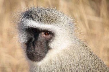Gruene Meerkatze / Vervet monkey / Cercopithecus aethiops