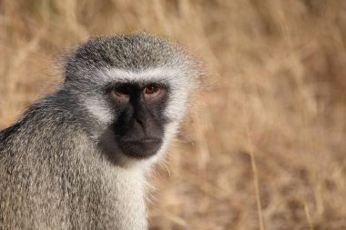 Gruene Meerkatze / Vervet monkey / Cercopithecus aethiops
