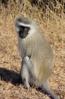 Gruene Meerkatze / Vervet monkey / Cercopithecus aethiops