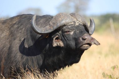 Kaffernbueffel / Afrikalı bufalo / Syncerus caffer