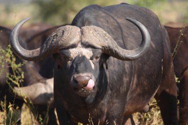 Kaffernbueffel / Afrikalı bufalo / Syncerus caffer