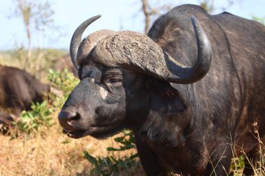 Kaffernbueffel / Afrikalı bufalo / Syncerus caffer