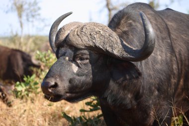 Kaffernbueffel / Afrikalı bufalo / Syncerus caffer