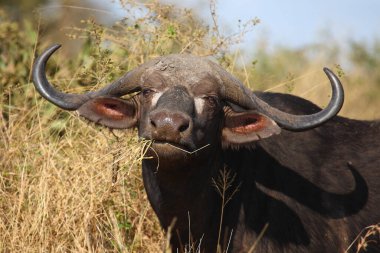 Kaffernbueffel / Afrikalı bufalo / Syncerus caffer