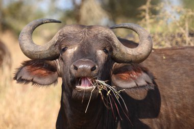 Kaffernbueffel / Afrikalı bufalo / Syncerus caffer