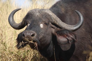 Kaffernbueffel / Afrikalı bufalo / Syncerus caffer