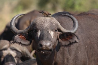 Kaffernbueffel und Rotschnabel-Madenhacker / Afrikalı bufalo / Red-bill oxpecker / Syncerus caffer et Buphagus erythrorhynchusuphagus erythrorhynchhagus