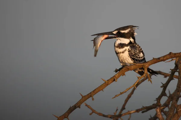 Graufischer Pied Kingfisher Ceryle Rudis — Stock Photo, Image