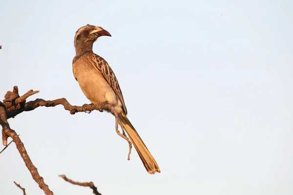 Grautoko Afrikaanse Grijze Neushoornvogel Lophoceros Nasutus — Stockfoto