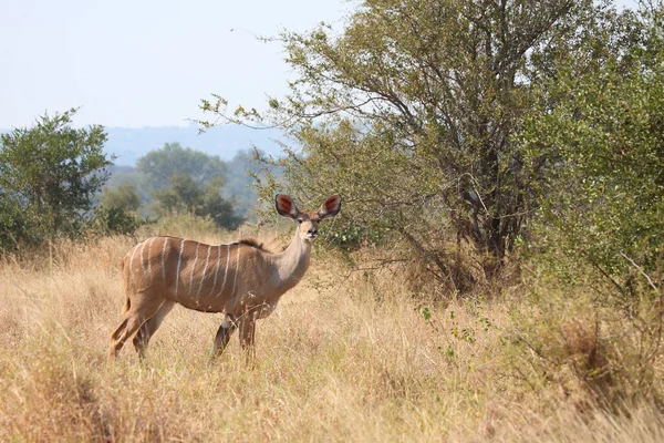 Grosser Kudu Greater Kudu Tragelaphus Strepsiceros — 스톡 사진