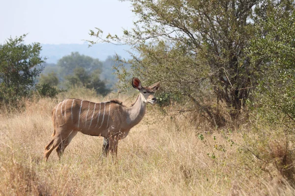 Grosser Kudu Groter Kudu Tragelaphus Strepsiceros — Stockfoto