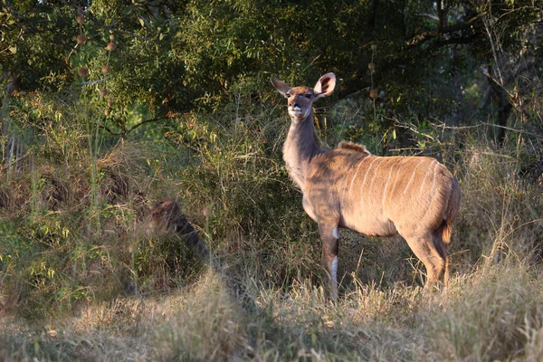 Grosser Kudu Μεγαλύτερη Kudu Tragelaphus Strepsiceros — Φωτογραφία Αρχείου