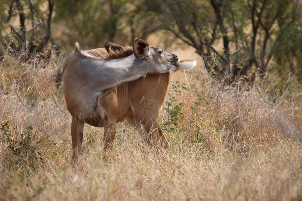 Grosser Kudu Greater Kudu Tragelaphus Strepsiceros — Stock Photo, Image