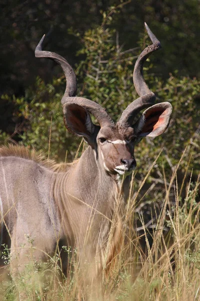 Grosser Kudu Större Kudu Tragelaphus Strepsiceros — Stockfoto