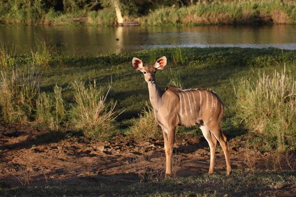 Grosser Kudu Greater Kudu Tragelaphus Strepsiceros — 스톡 사진