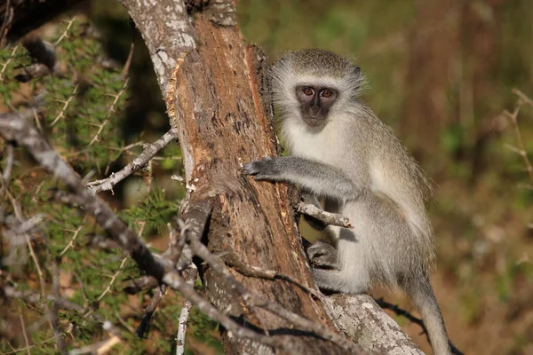 Gruene Meerkatze Vervet Monkey Cercopithecus Aethiops — Foto de Stock