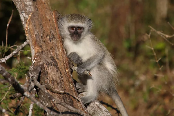 Gruene Meerkatze Vervet Monkey Cercopithecus Aethiops — Fotografia de Stock