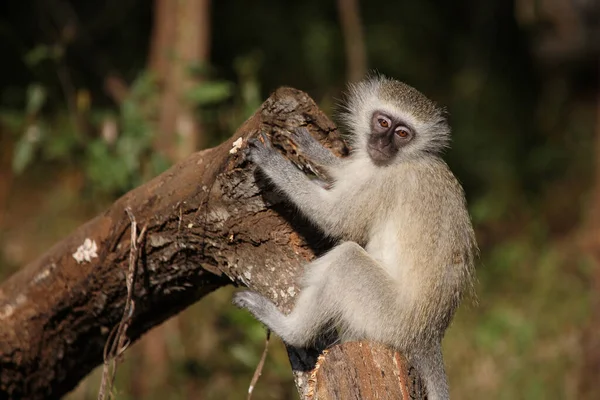 Gruene Meerkatze Vervet Monkey Cercopithecus Aethiops — Stockfoto