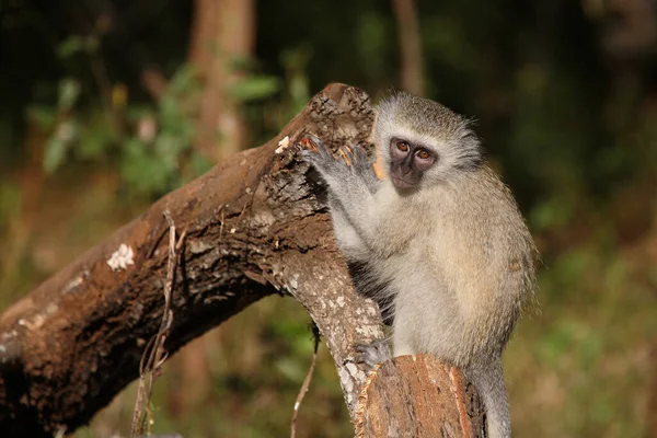 Gruene Meerkatze Vervet Monkey Cercopithecus Aethiops — Foto de Stock